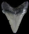 Fossil Angustidens Tooth - Megalodon Ancestor #49973-1